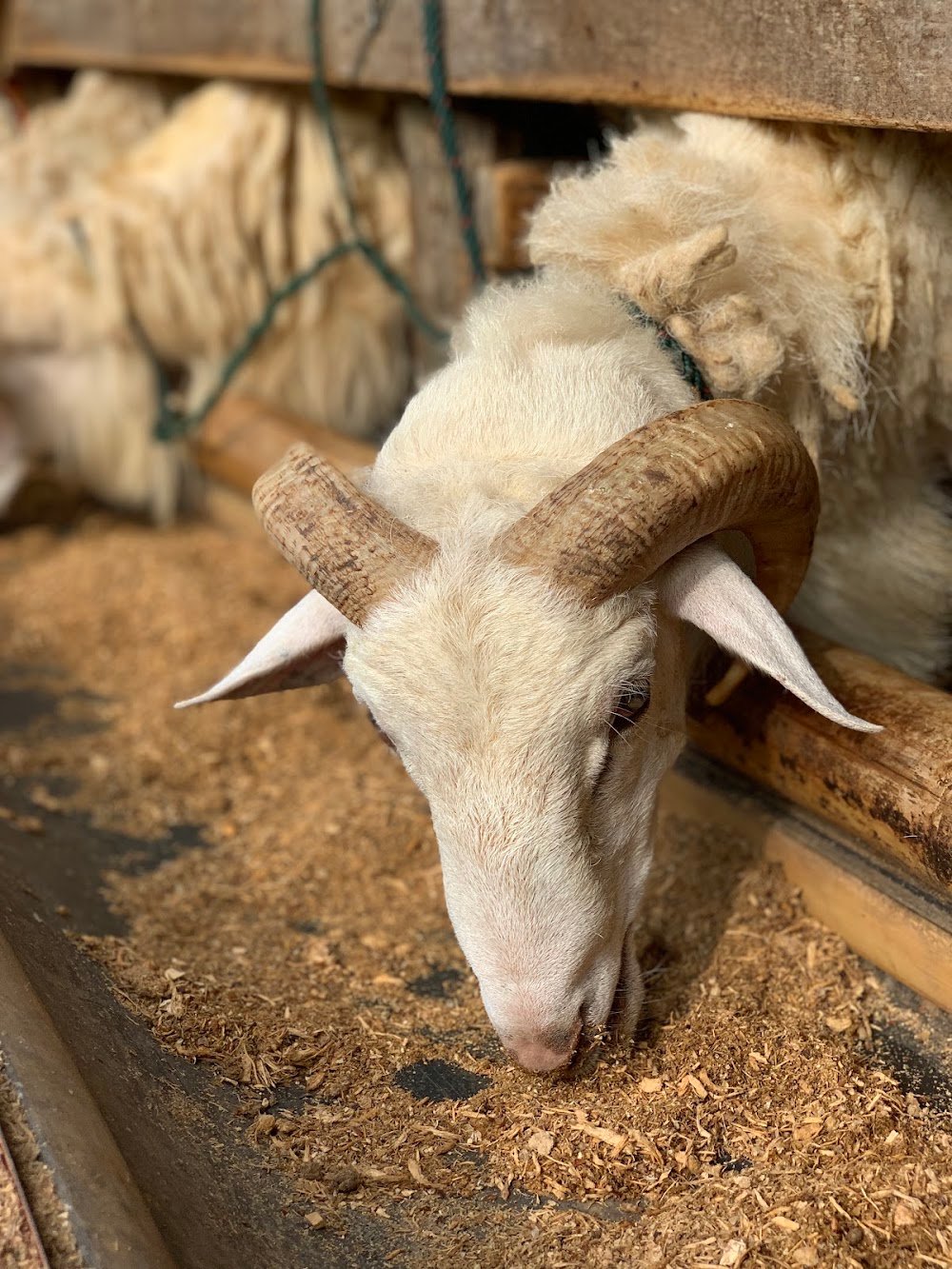 Panduan Memilih Hewan Qurban Sunah: Kambing Bertanduk dan Sehat Secara Fisik