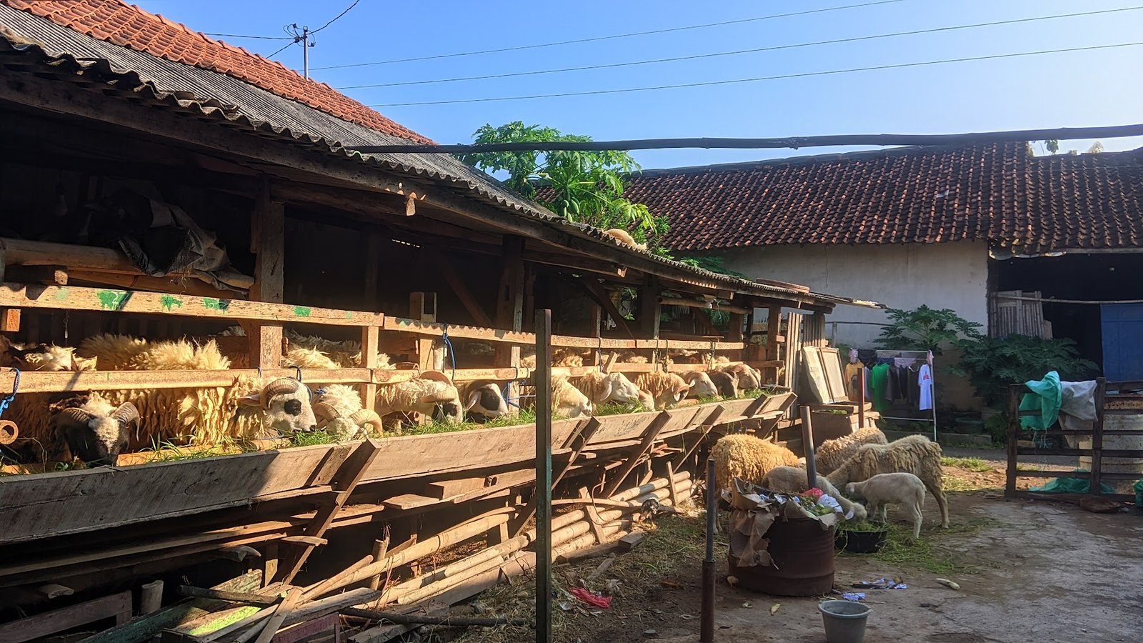 Rekomendasi Hewan Qurban Terjangkau di Prambanan, Sleman Yogyakarta: Kualitas Terjamin di Kandang Pak Gun