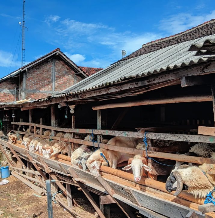 Kandang A